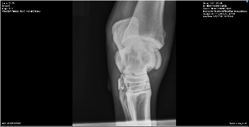Left Tarsus Hock Medial Oblique